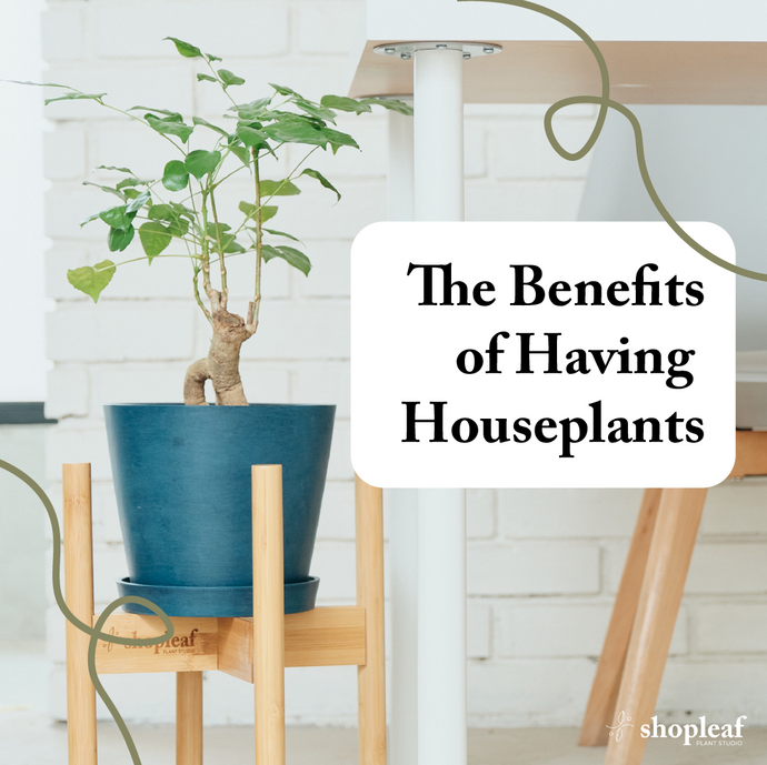 The Benefits of Having Houseplants
