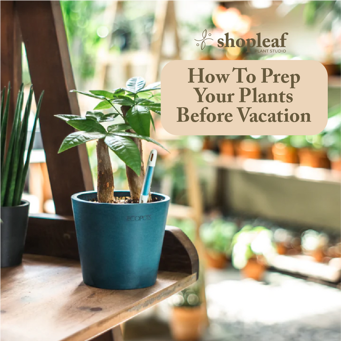 How To Prep Your Plants Before Vacation