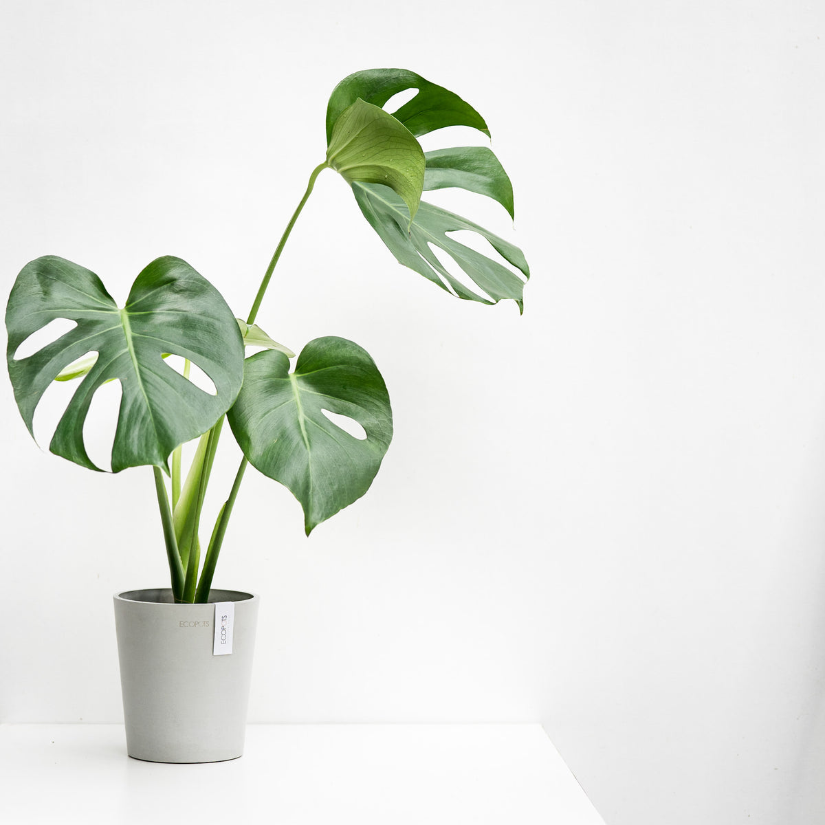philodendron sidori Sodiroi Philodendron – Plant Detectives