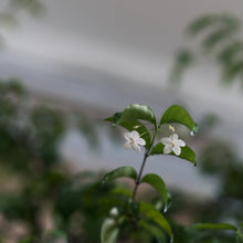 Load image into Gallery viewer, Suamei (XXL) in Ecopots (Special Shipping Arrangement)