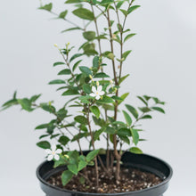 Load image into Gallery viewer, White Angel (M) in Ecopots