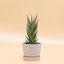 Load image into Gallery viewer, Sansevieria francisii in LECA
