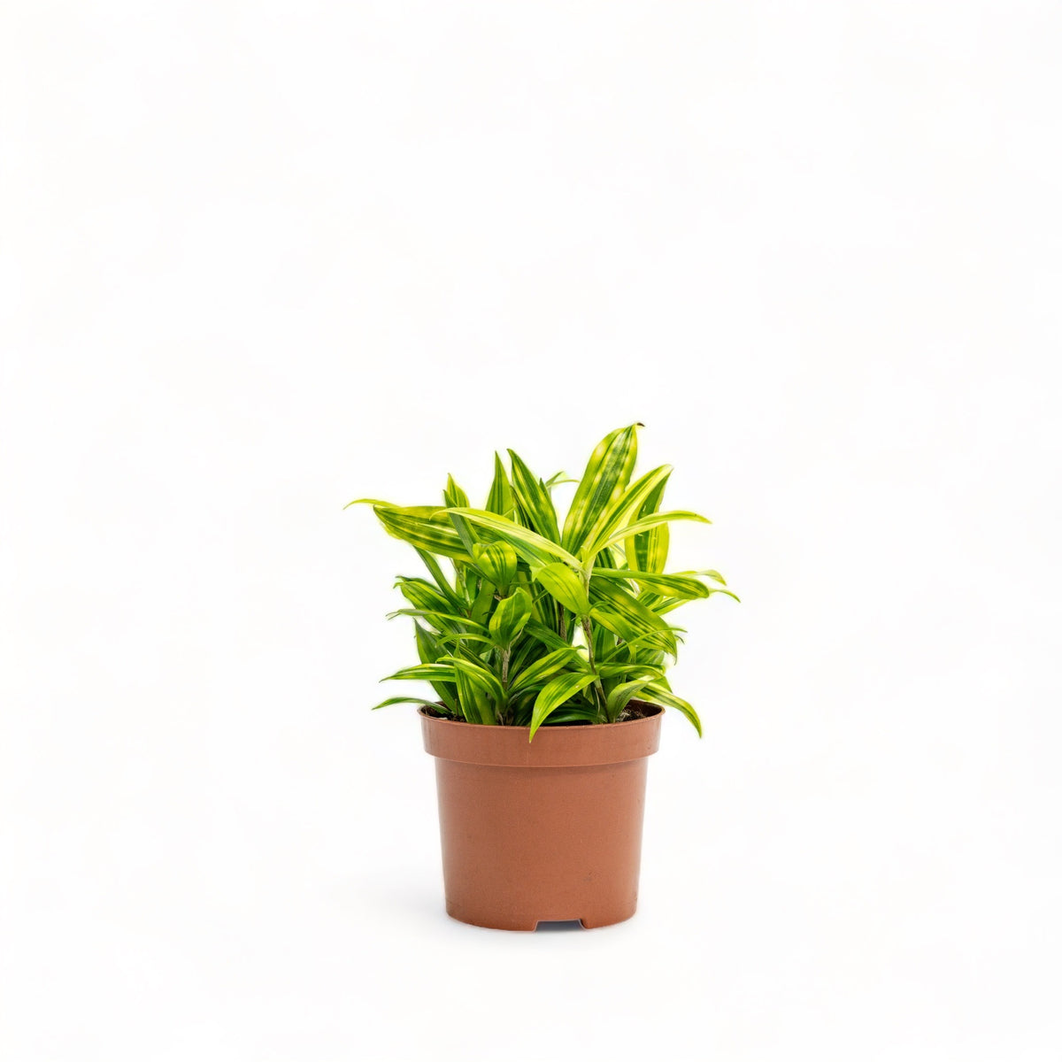 dracaena godseffiana gold dust Gold Dust Dracaena (S) in Nursery Pot – Shopleaf Plant Studio