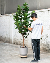 Load image into Gallery viewer, Fiddle Leaf Fig &#39;Bambino&#39; (XL) in Nursery Pot