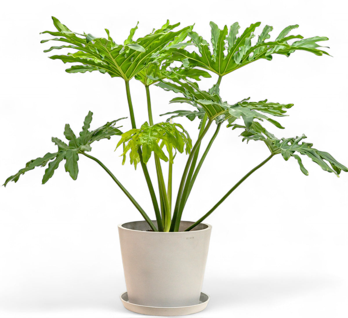 potted philodendron selloum Selloum (L1) in Nursery Pot – Shopleaf Plant Studio