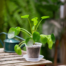 Load image into Gallery viewer, Pilea peperomioides (S) in Clear Pot