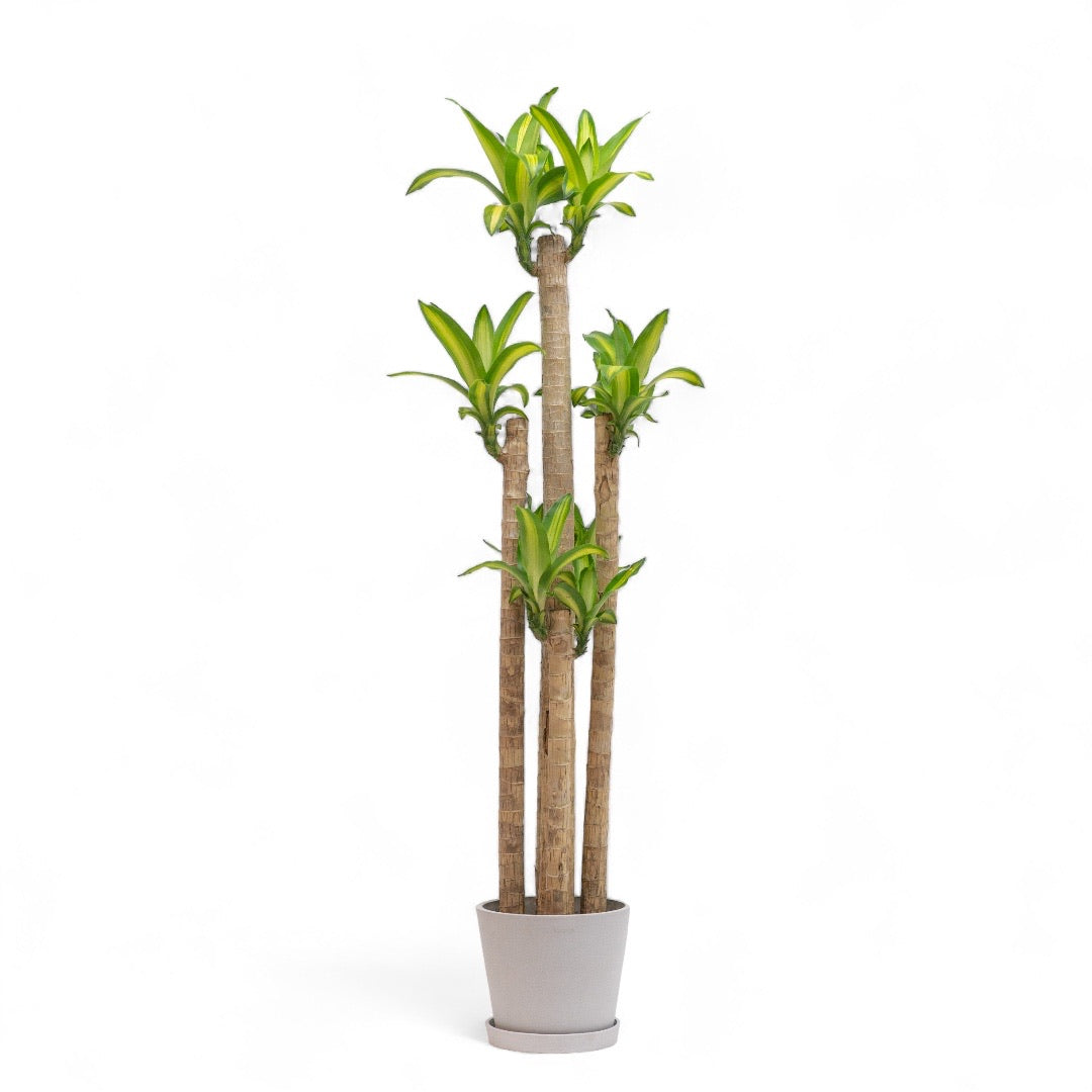 dracaena fortune plants Fortune Plant (L) in Ecopots