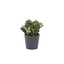 Load image into Gallery viewer, Fittonia Ruby Red (S) in Nursery Pot