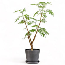 Load image into Gallery viewer, Everfresh Tree (M2) in Nursery Pot