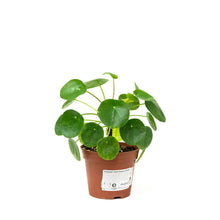 Load image into Gallery viewer, Pilea peperomioides (M) in Nursery Pot