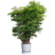 Load image into Gallery viewer, Suamei (XXL) in Ecopots (Special Shipping Arrangement)