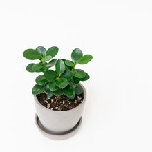 Load image into Gallery viewer, Green Island Ficus (S) in Ecopots