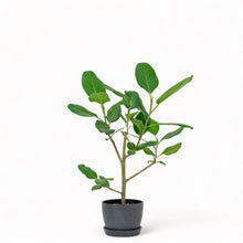 Load image into Gallery viewer, Ficus Audrey (M1) in Ecopots