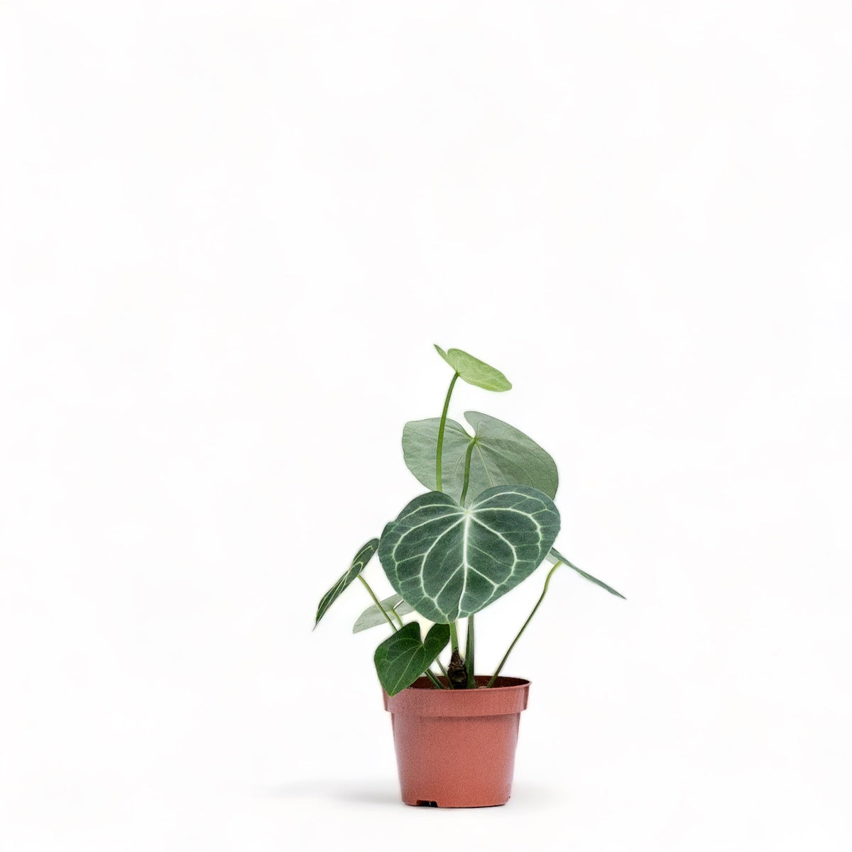 anthurium clarinervium price philippines Anthurium clarinervium (S) in Nursery Pot – Shopleaf Plant Studio