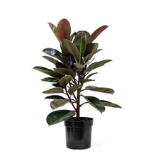 Load image into Gallery viewer, Burgundy Rubber Tree (M) in Ecopots