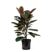 Load image into Gallery viewer, Burgundy Rubber Tree (M) in Nursery Pot