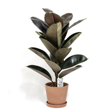 Load image into Gallery viewer, Burgundy Rubber Tree (S2) in Nursery Pot