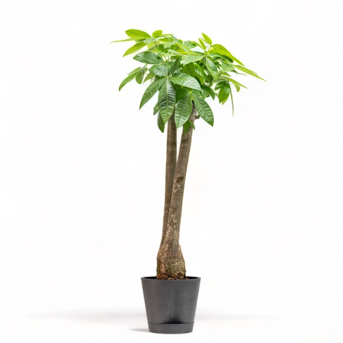 Bonsai Money Tree (M3) in Ecopots Shopleaf Plant Studio