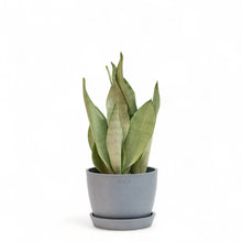 Load image into Gallery viewer, Sansevieria Moonshine (M) in Ecopots