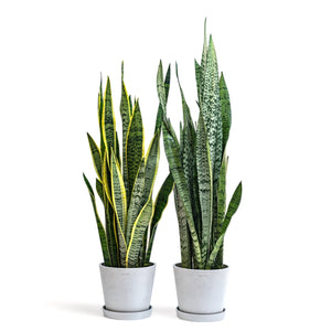 Yellow Snake Plant (L) in Ecopots