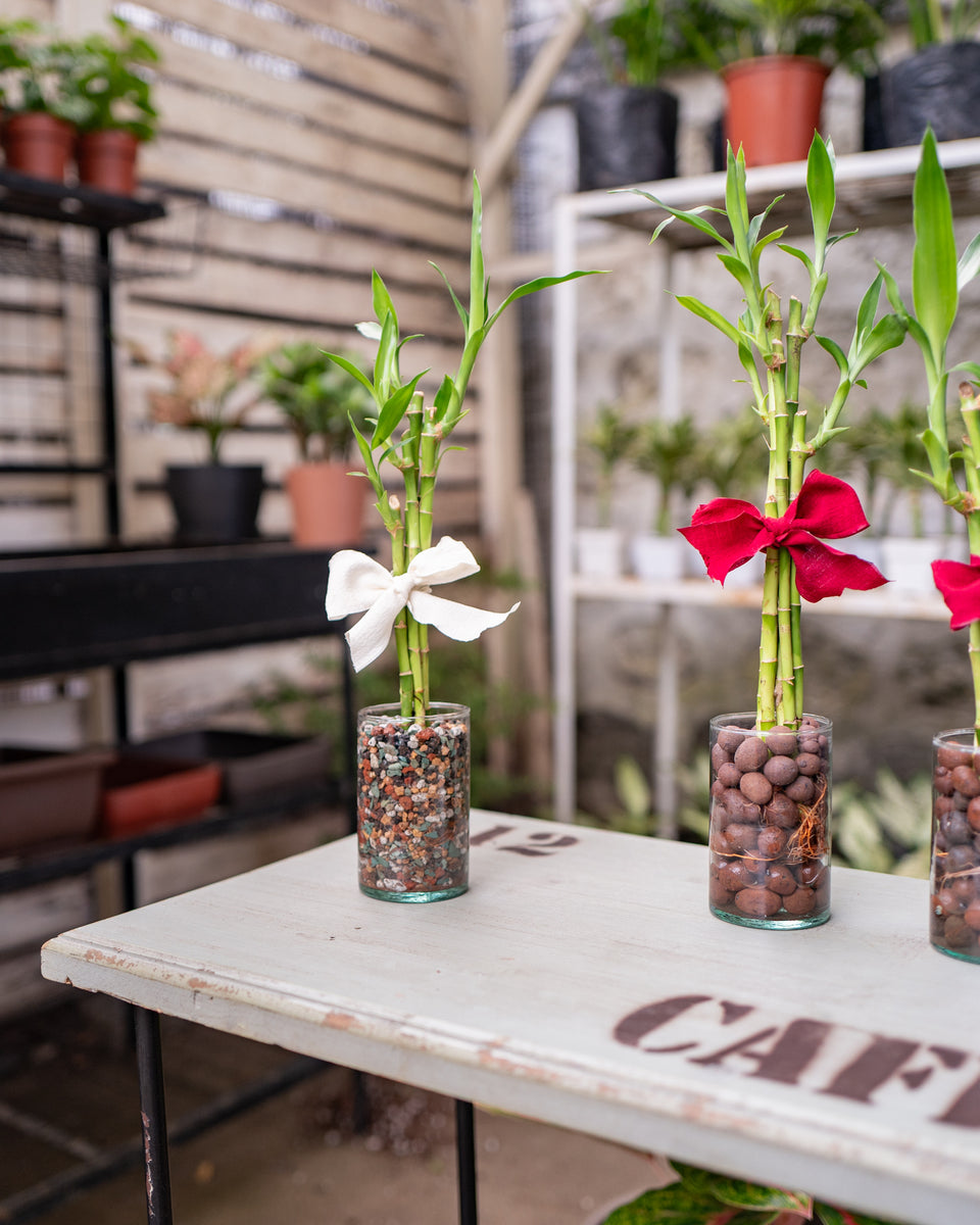 lucky bamboo souvenir Lucky Bamboo (S) Uprooted – Shopleaf Plant Studio
