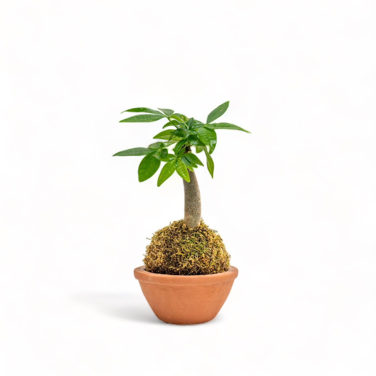 Bonsai Money Plant Kokedama Shopleaf Plant Studio