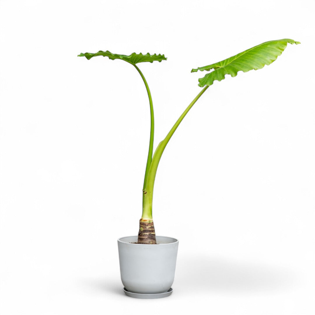 giant elephant ear plant price philippines Elephant Ear (M) in Ecopots – Shopleaf Plant Studio