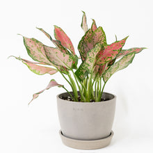 Load image into Gallery viewer, Aglaonema Red Valentine (S) in Ecopots