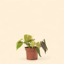 Load image into Gallery viewer, Philodendron micans (S) in Ecopots
