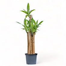 Load image into Gallery viewer, Fortune Plant (L) in Nursery Pot