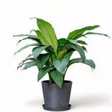 Load image into Gallery viewer, Lush Sensation Plant (L) in Ecopots