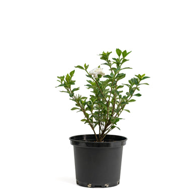 Gardenia (S) in Nursery Pot