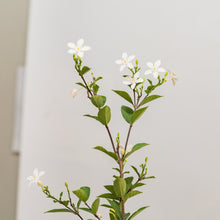 Load image into Gallery viewer, White Angel (M) in Ecopots