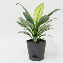 Load image into Gallery viewer, Variegated Sensation Plant (M) in Nursery Pot