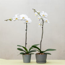 Load image into Gallery viewer, White Orchid (L) in Ecopots