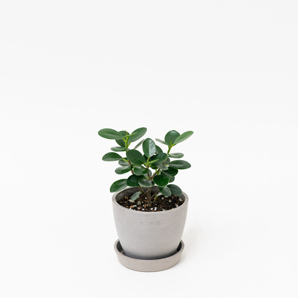 Green Island Ficus (S) In Ecopots – Shopleaf Plant Studio