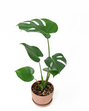 Load image into Gallery viewer, Monstera deliciosa (S) in Ecopots