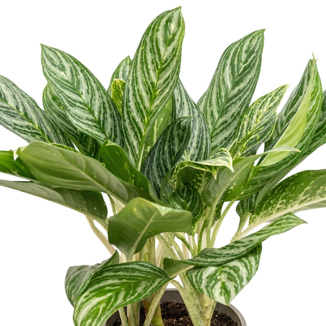 aglaonema moonlight bay Aglaonema Moonlight Bay (M) in Nursery Pot – Shopleaf Plant Studio