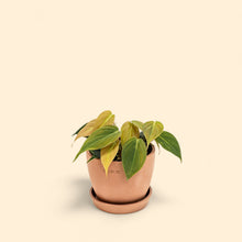 Load image into Gallery viewer, Philodendron micans (S) in Ecopots