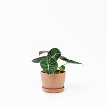 Load image into Gallery viewer, Alocasia Black Velvet (S)