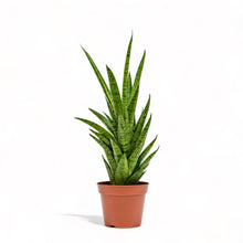 Load image into Gallery viewer, Sansevieria Hybrid (M) in Nursery Pot