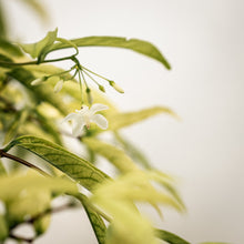 Load image into Gallery viewer, Suamei (L1) in Ecopots