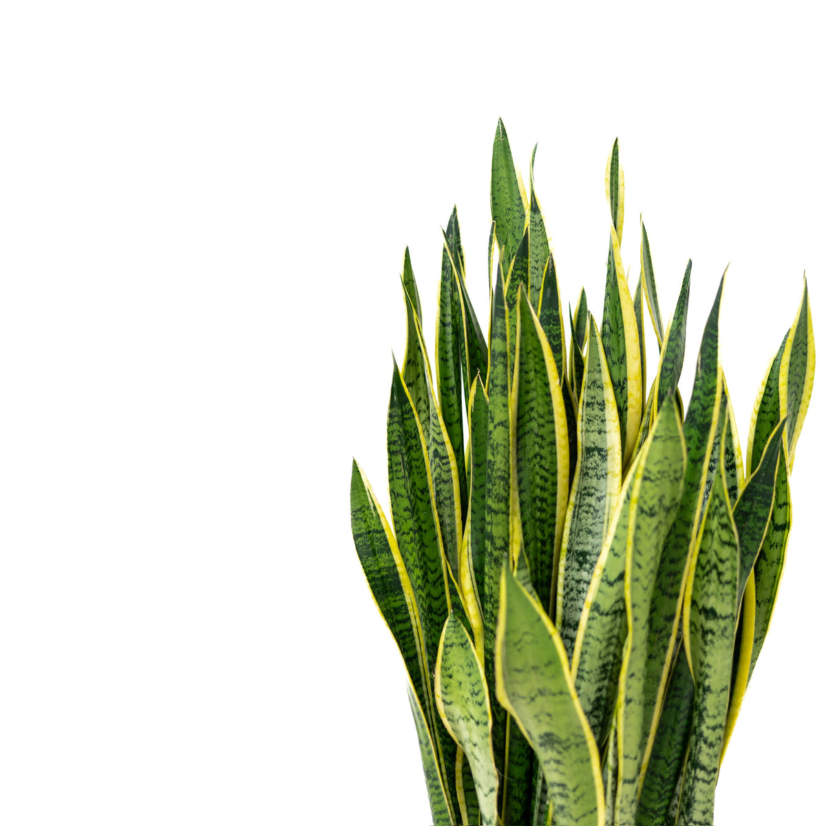 snake plant transparent Yellow Snake Plant (XL) in Ecopots – Shopleaf Plant Studio