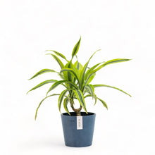 Load image into Gallery viewer, Dracaena Lemon Lime (S) in Ecopots