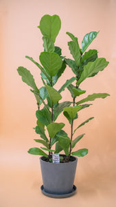 3in1 Fiddle Leaf Fig Tree (M2) in Nursery Pot