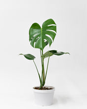 Load image into Gallery viewer, Monstera deliciosa (S) in Ecopots