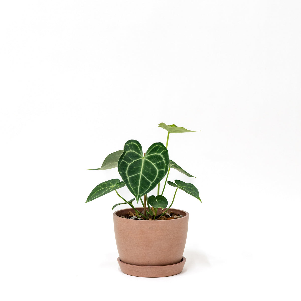 anthurium clarinervium for sale philippines Anthurium clarinervium (M) in Ecopots – Shopleaf Plant Studio