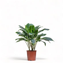 Load image into Gallery viewer, Aglaonema White Edge (M) in Nursery Pot