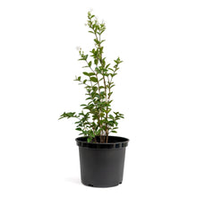 Load image into Gallery viewer, White Angel (M) in Ecopots
