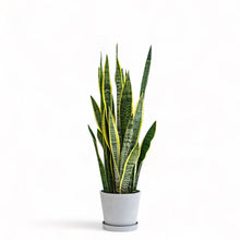 Load image into Gallery viewer, Yellow Snake Plant (L) in Ecopots